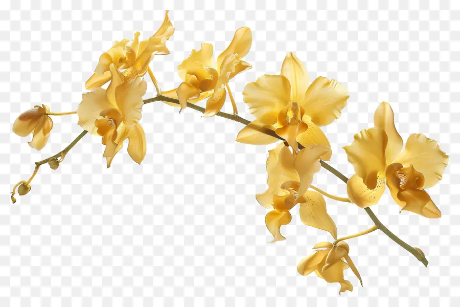 Fleur D'orchidée，Orchidées PNG