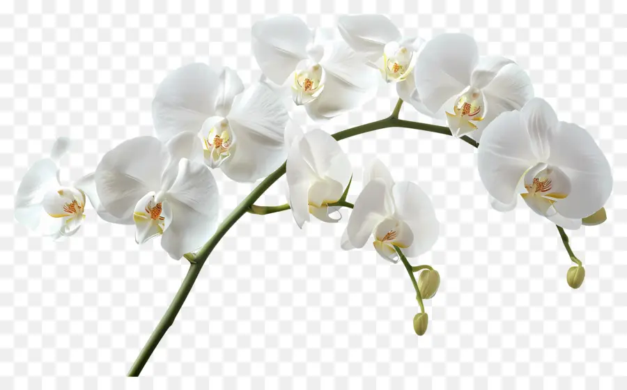 Fleur D'orchidée，Fleurs D'orchidées PNG