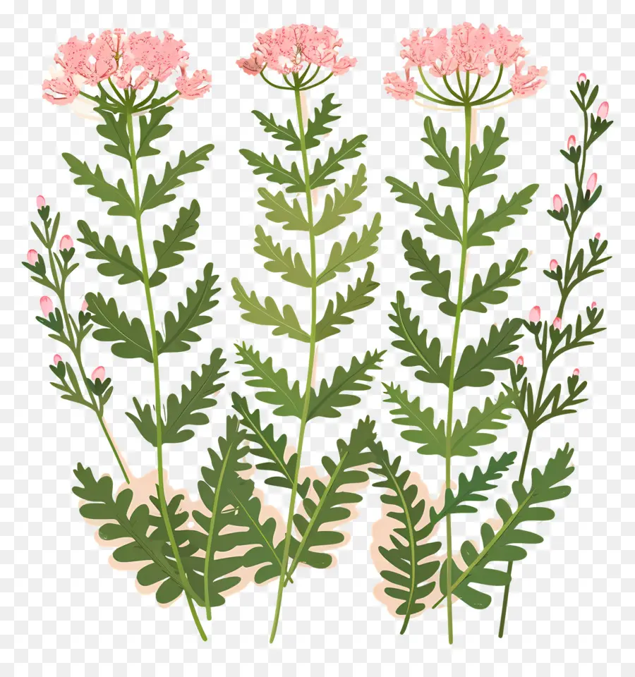 Petite Fleur，Fleurs Roses PNG