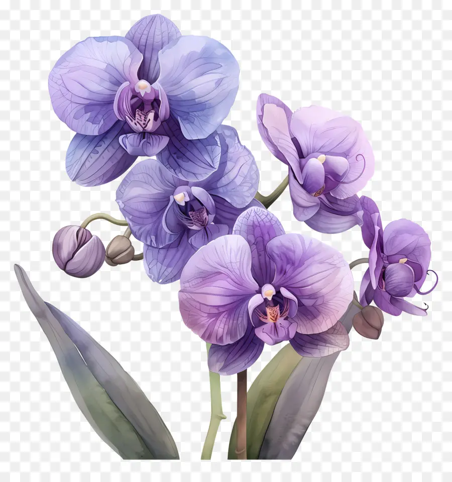 Fleur D'orchidée，Orchidées Violettes PNG