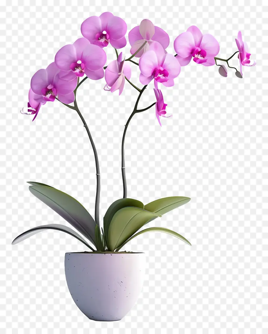 Fleurs D'orchidées En Pot，Orchidée PNG