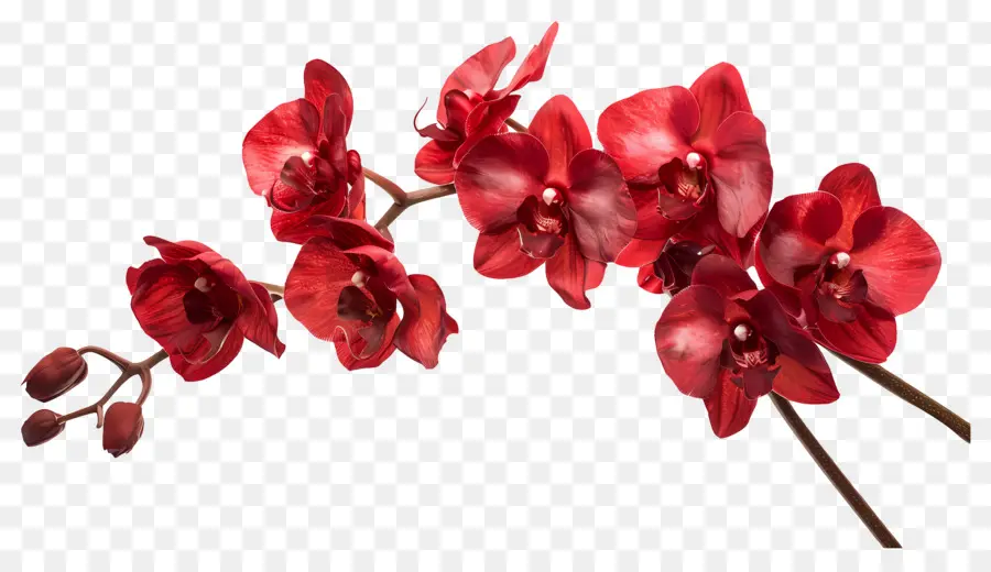 Fleur D'orchidée，Orchidées Rouges PNG