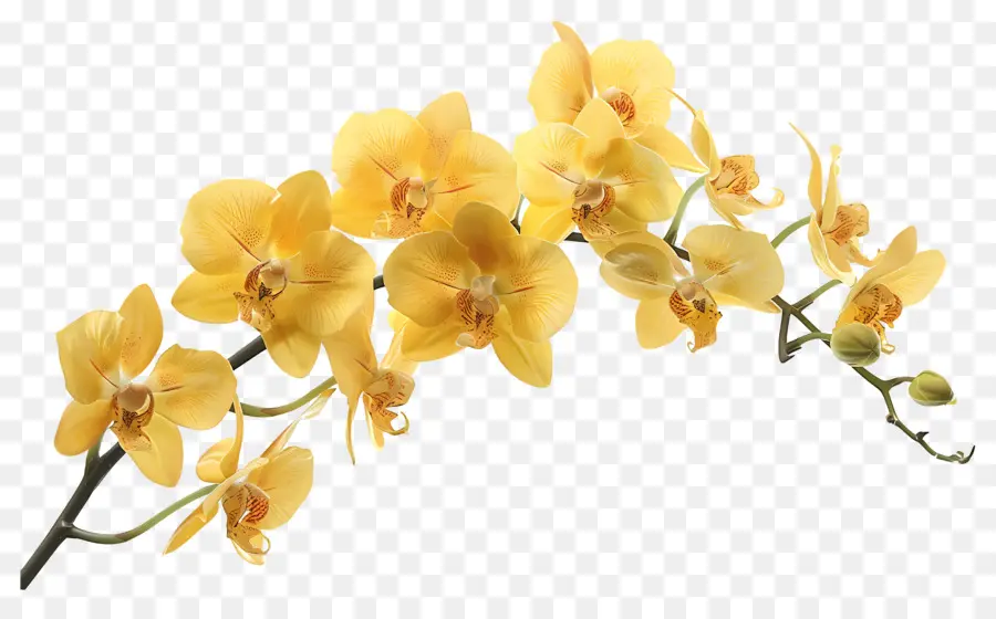 Fleur D'orchidée，Orchidées Jaunes PNG