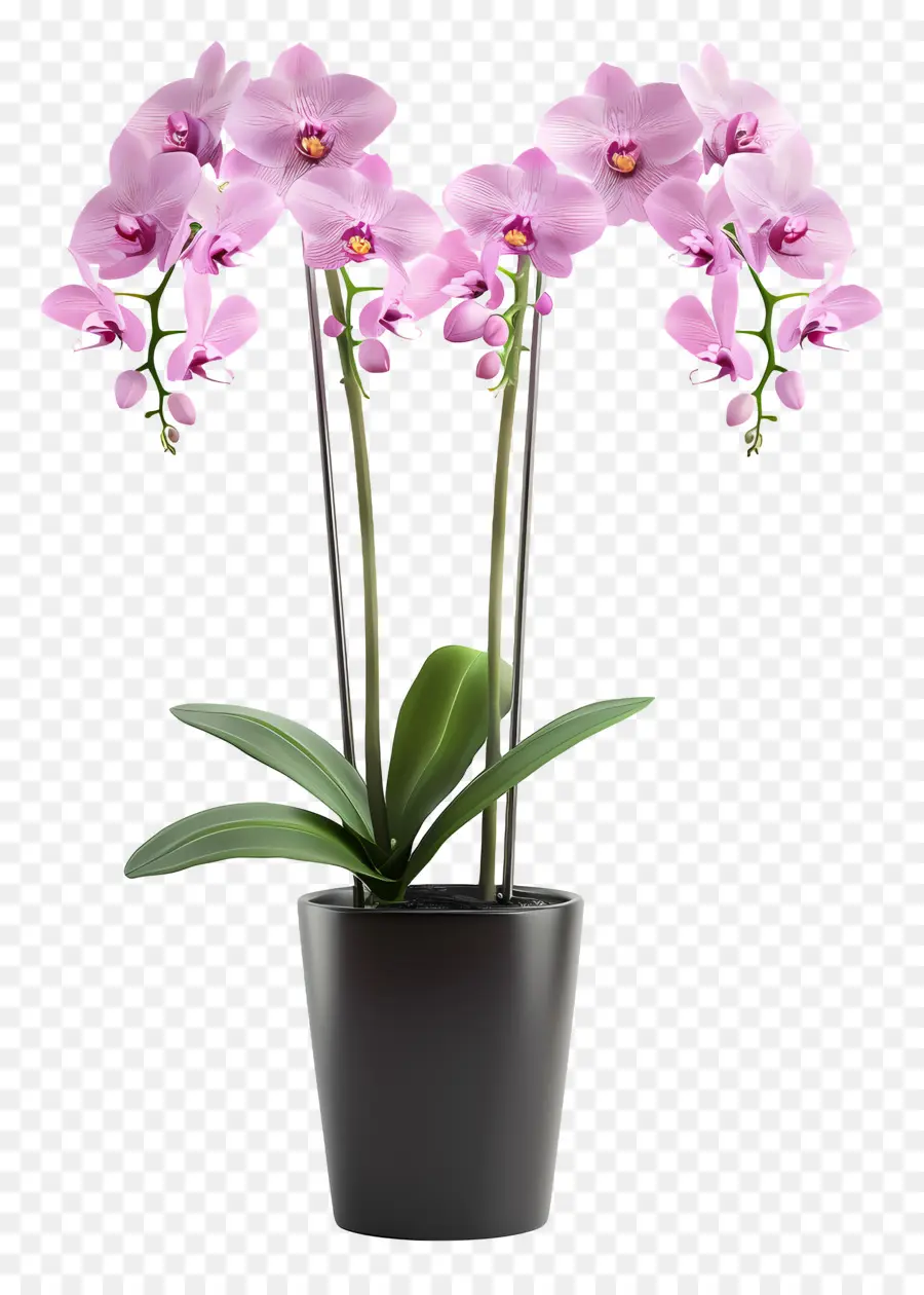 Fleurs D'orchidées En Pot，Orchidée PNG