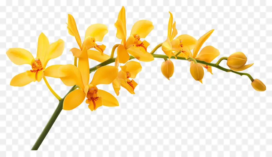 Fleur D'orchidée，Orchidées Jaunes PNG