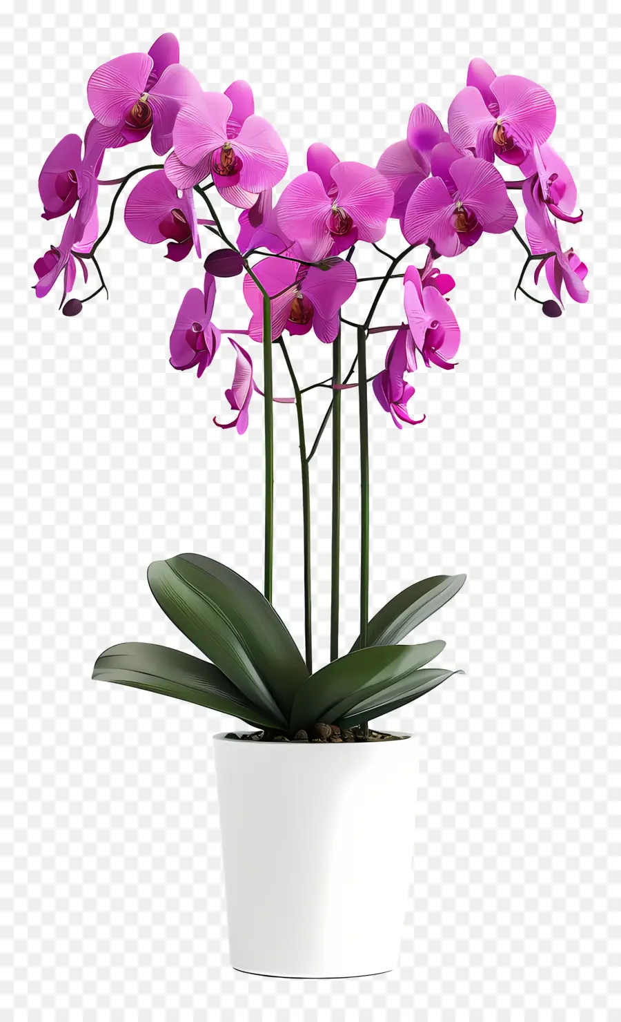 Fleurs D'orchidées En Pot，Orchidée PNG