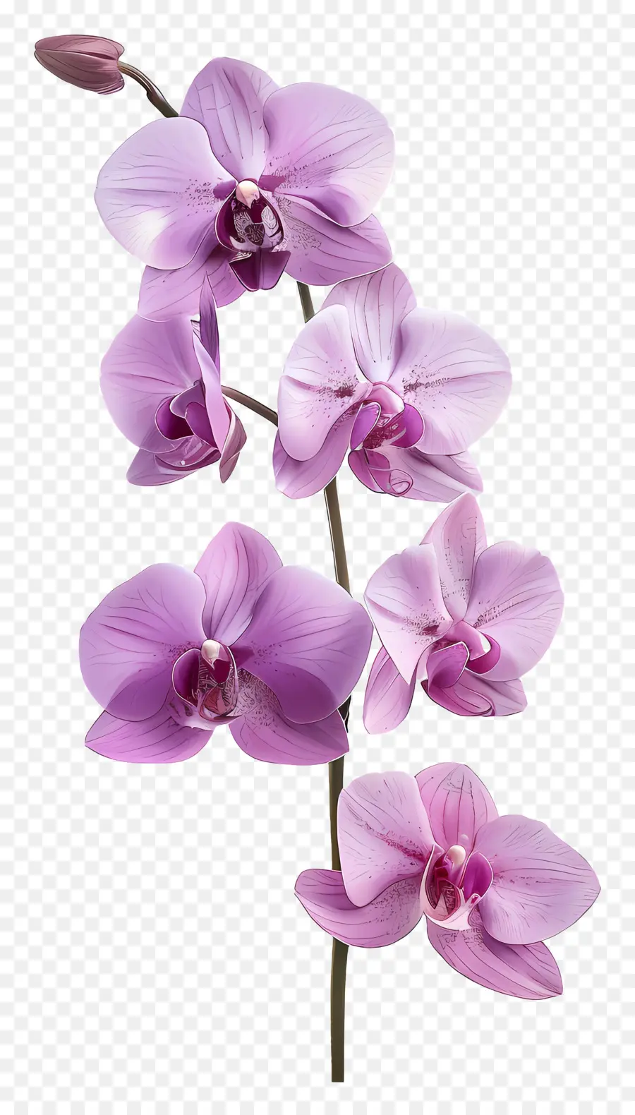 Fleur D'orchidée，Orchidées Rouges PNG