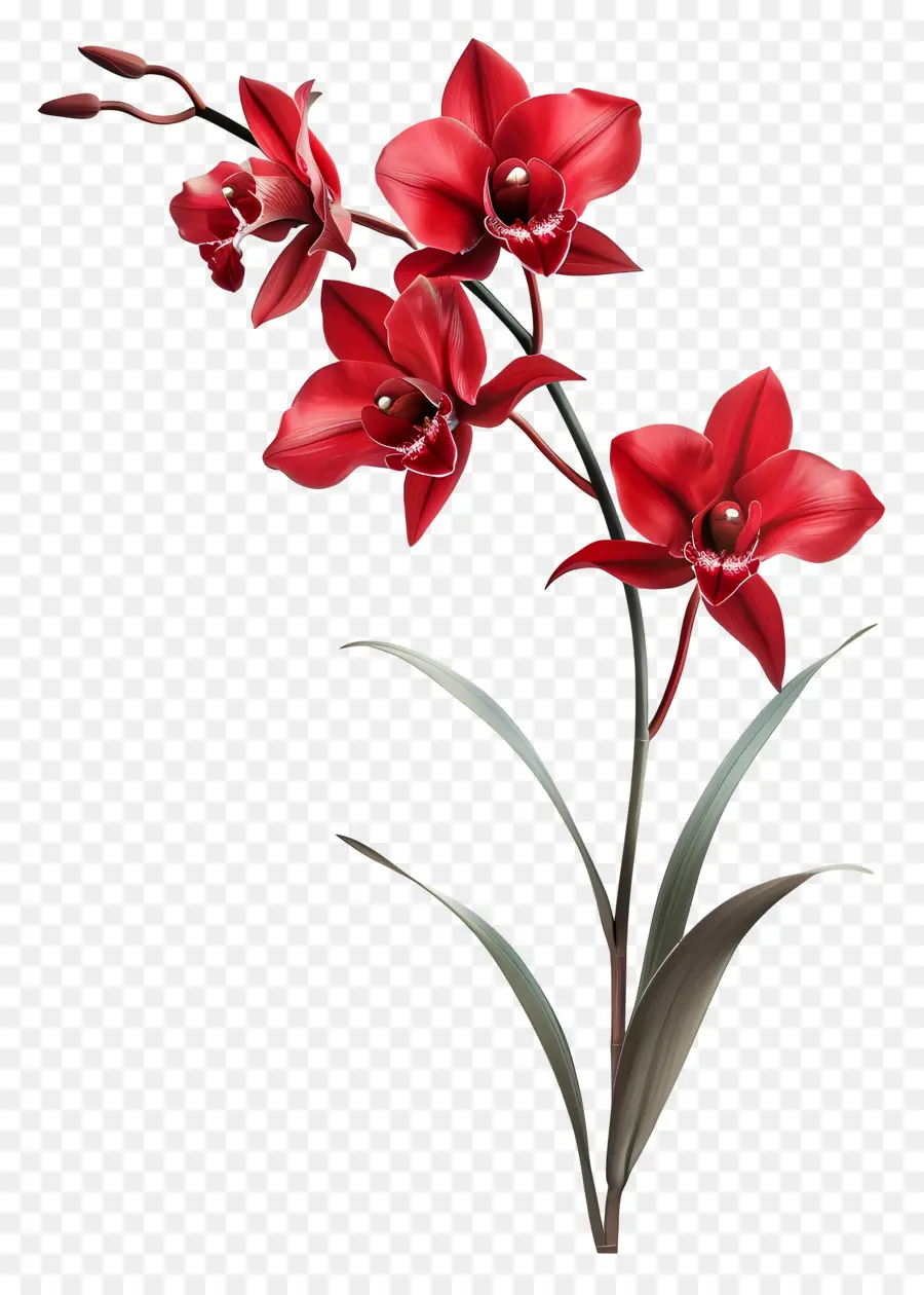 Fleur D'orchidée，Orchidée Rouge PNG