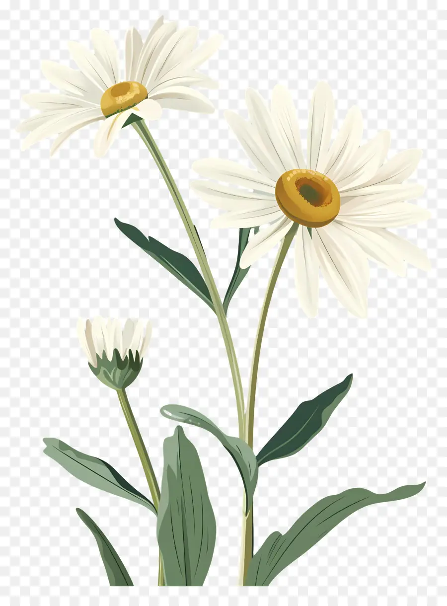 Fleurs De Marguerite，Marguerites Simples PNG