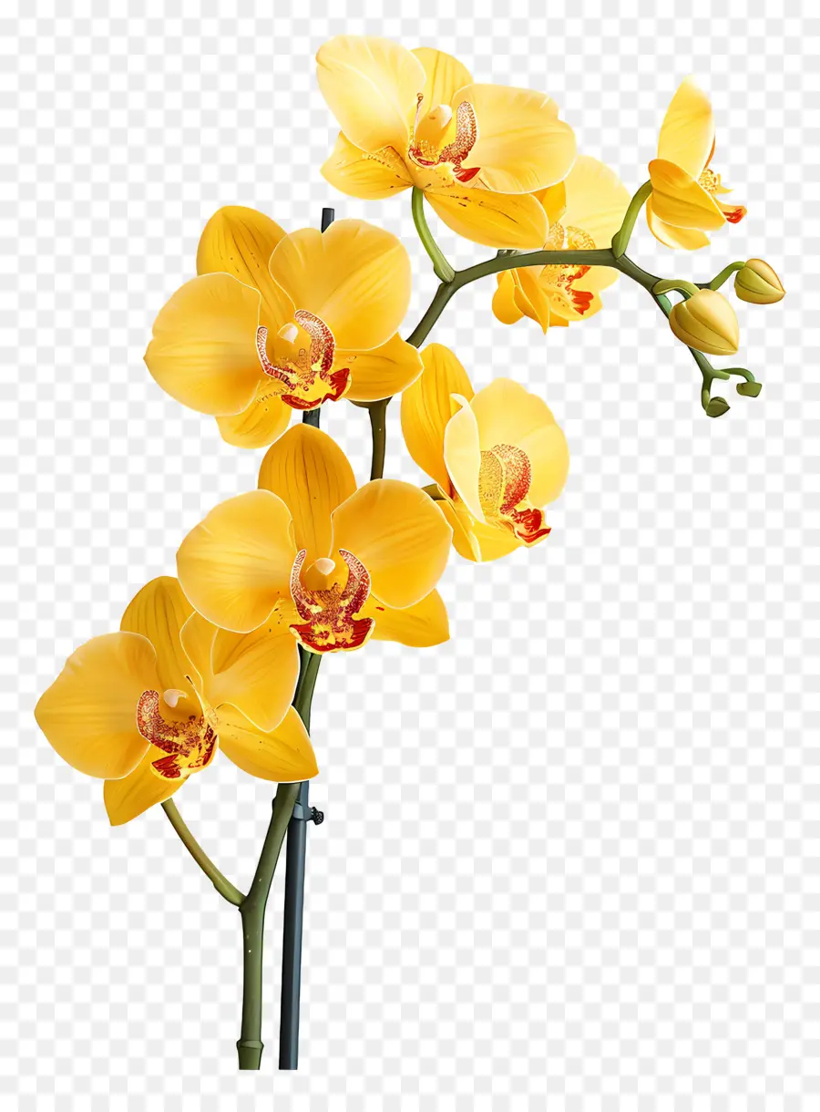 Fleur D'orchidée，Orchidées Jaunes PNG