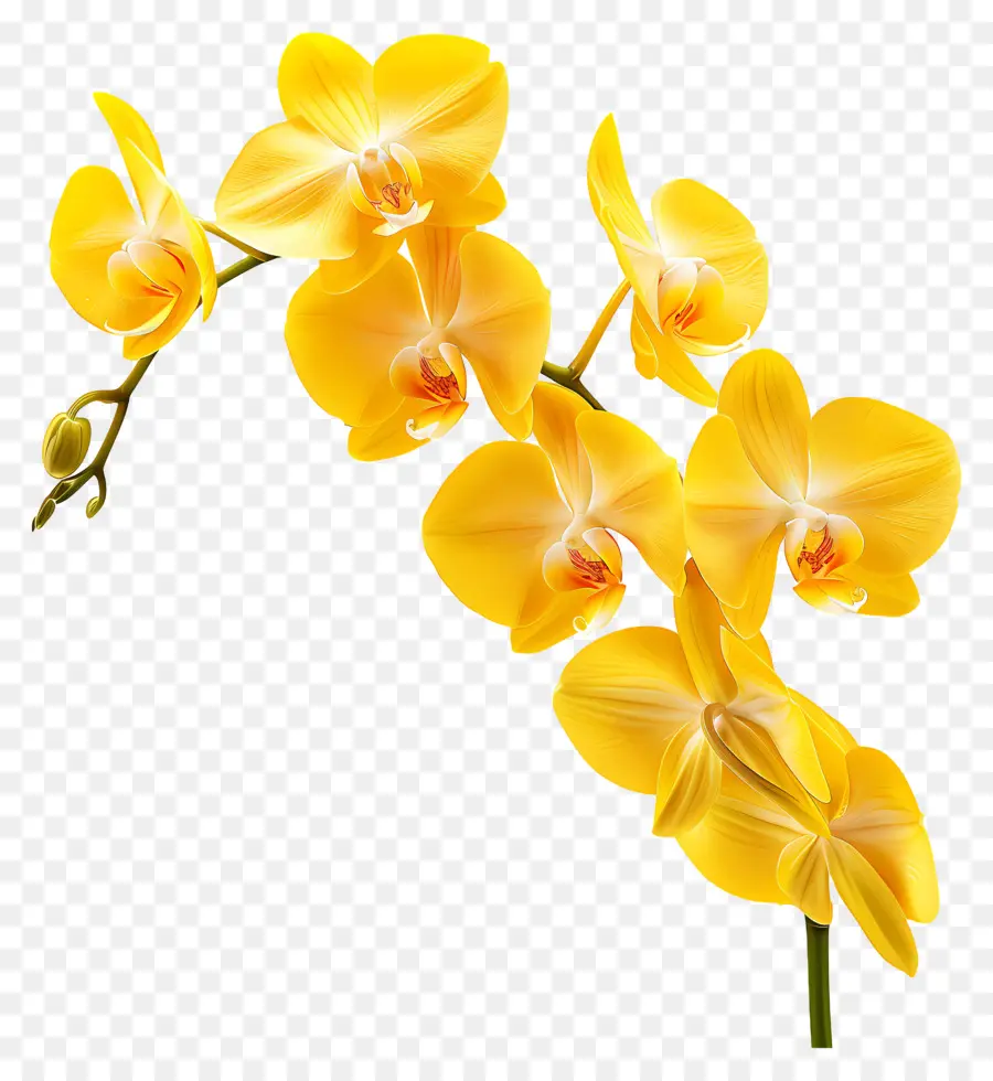 Fleur D'orchidée，Orchidées Jaunes PNG