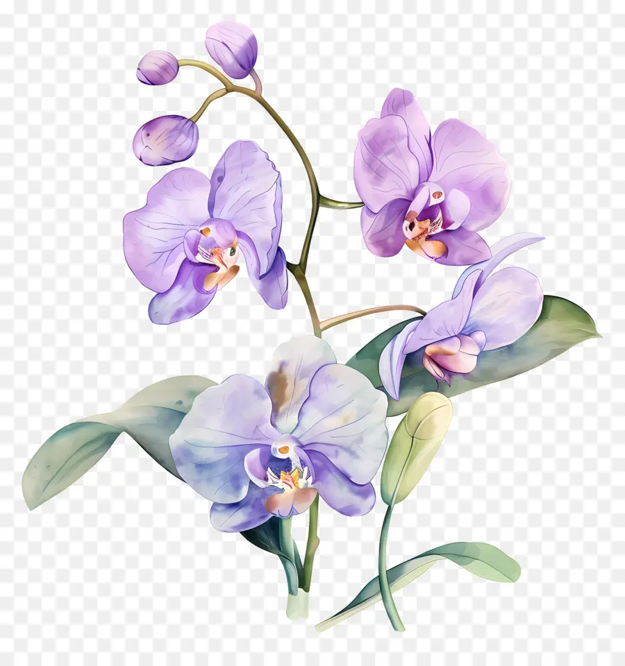 Fleur D'orchidée，Orchidées Violettes PNG