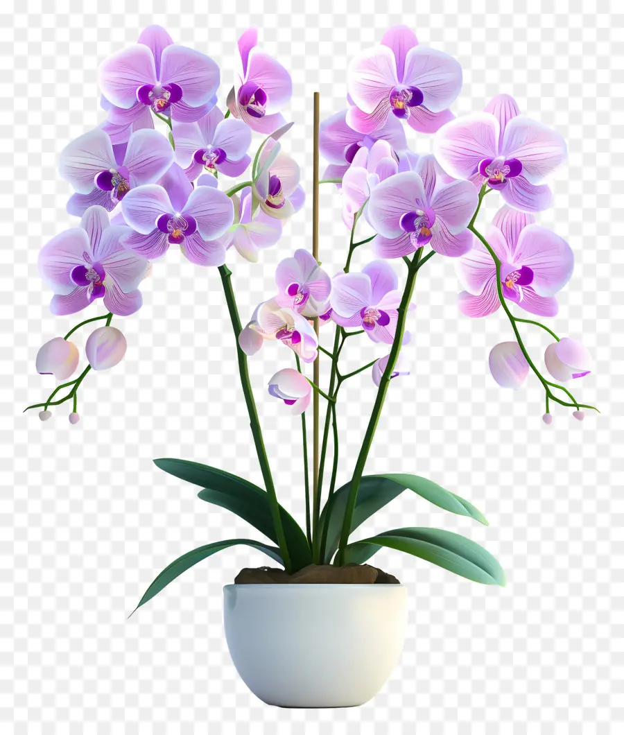 Fleurs D'orchidées En Pot，Orchidée Blanche PNG