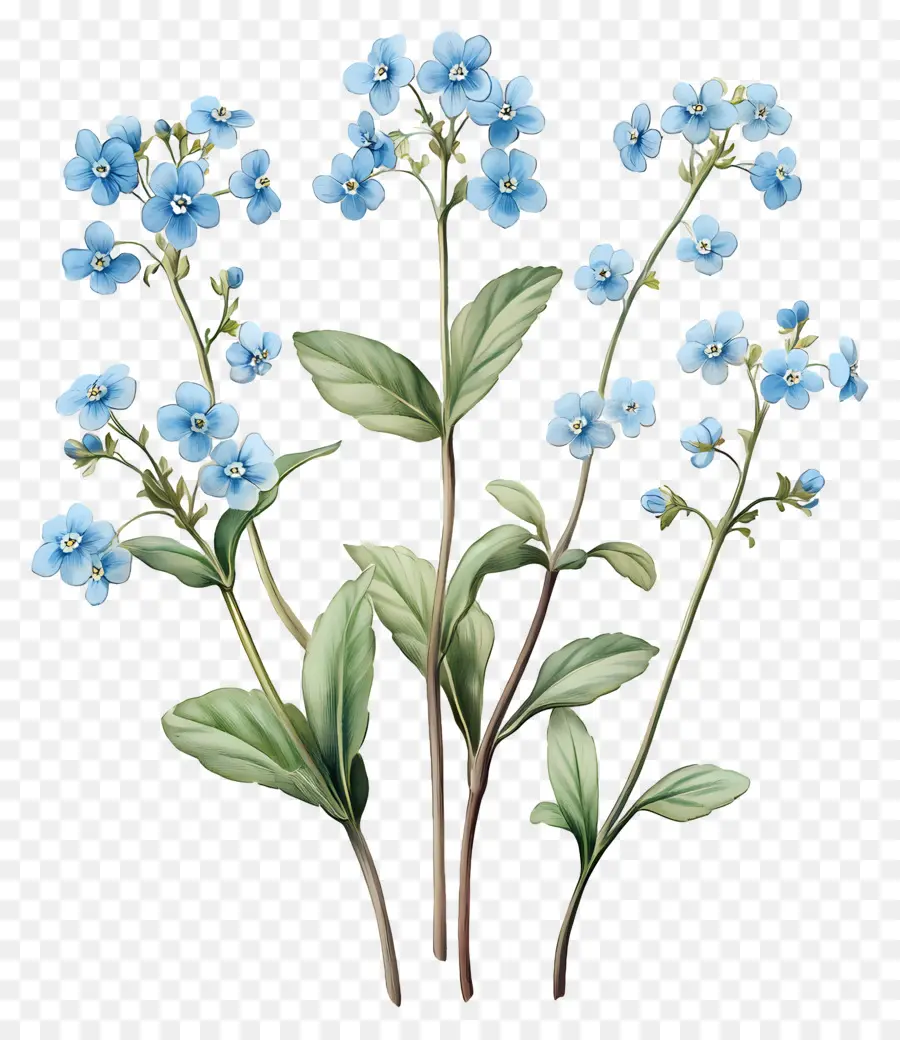 Ne M'oublie Pas Pas De Fleurs，Fleurs Bleues PNG