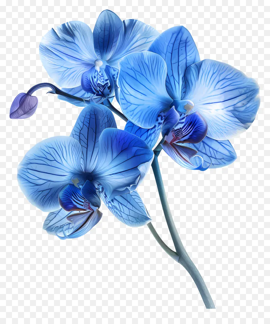 Fleur D'orchidée，Orchidée Bleue PNG