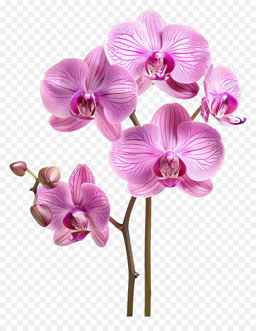 Fleur D'orchidée，Orchidée Blanche PNG