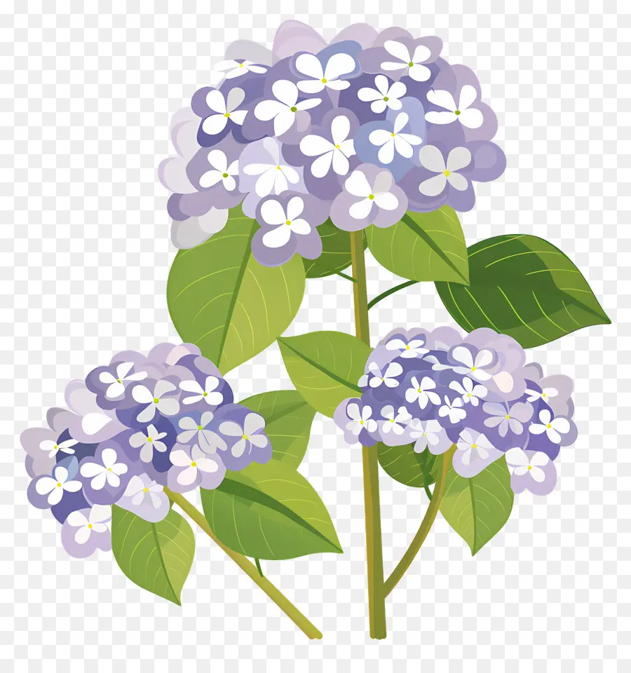 Fleurs D'hortensia，Fleurs Violettes PNG