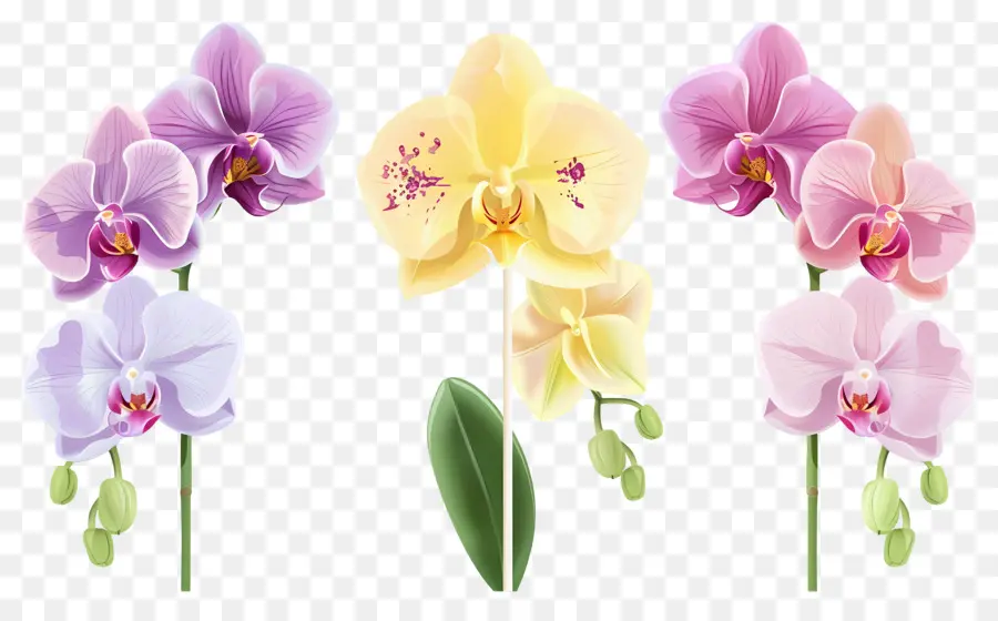 Fleur D'orchidée，Fleurs D'orchidées PNG