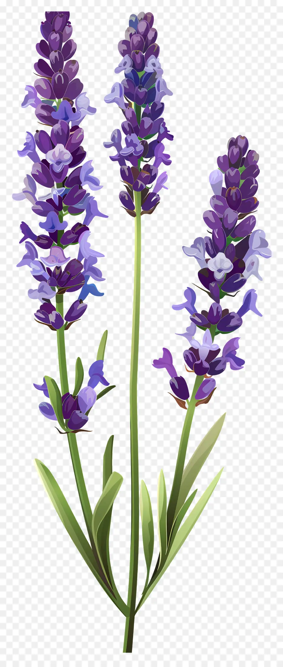 Fleur De Lavande，Fleurs Violettes PNG