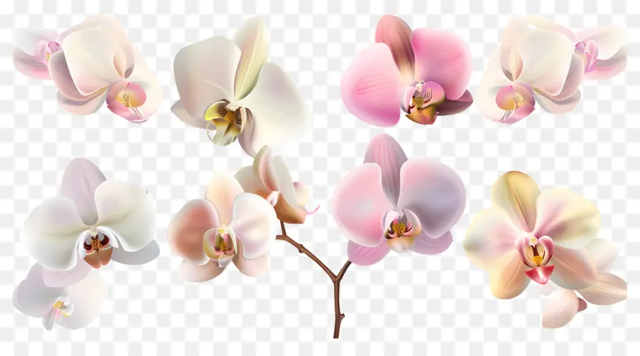 Fleur D'orchidée，Fleurs D'orchidées PNG