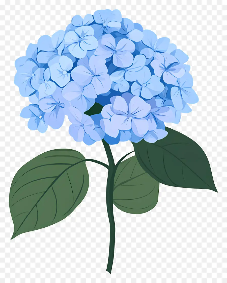 Fleur D'hortensia Bleue，Hortensia PNG