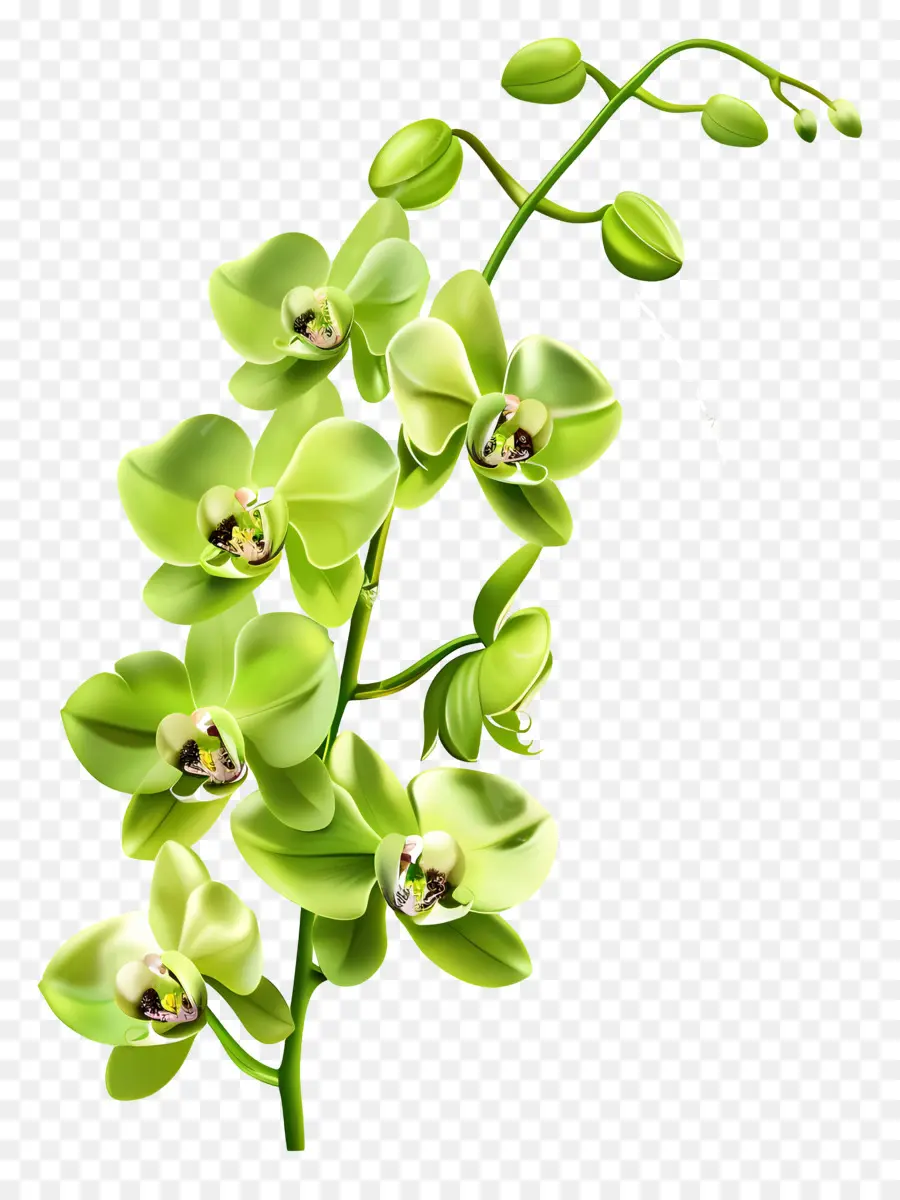 Fleur D'orchidée，Orchidée Verte PNG