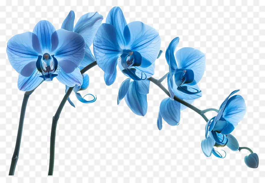 Fleur D'orchidée，Orchidée Bleue PNG