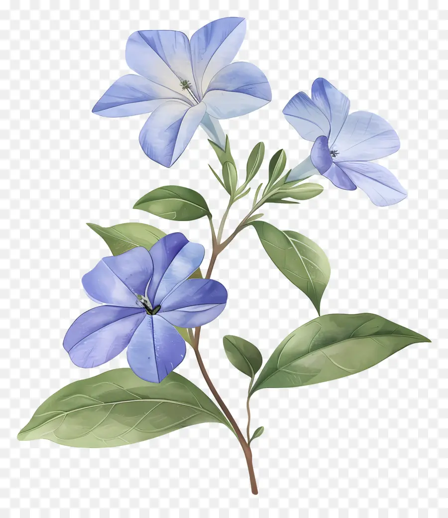 Petite Fleur，Fleurs Bleues PNG