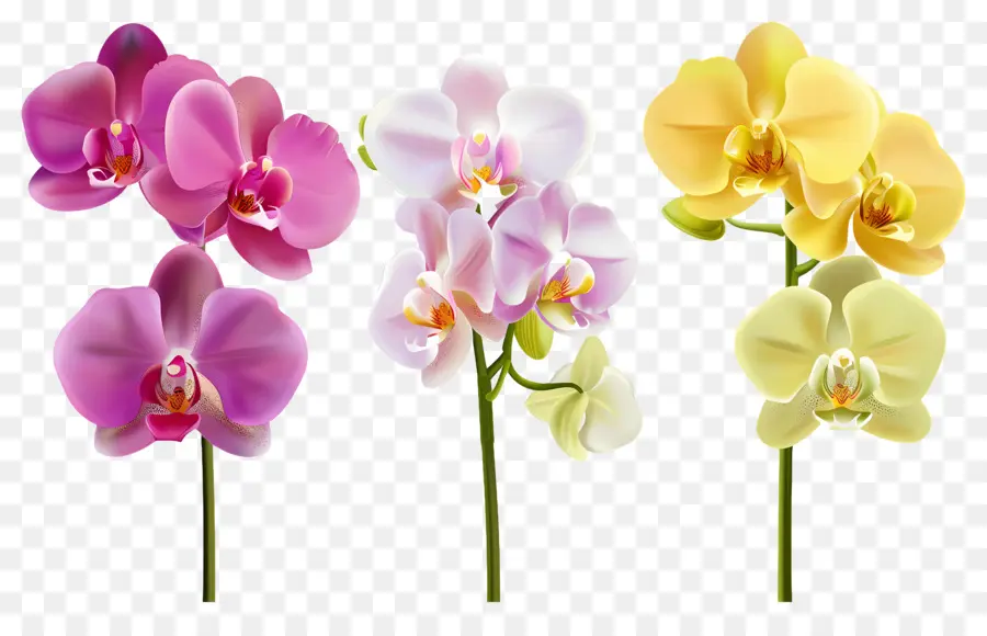 Fleur D'orchidée，Fleurs D'orchidées PNG