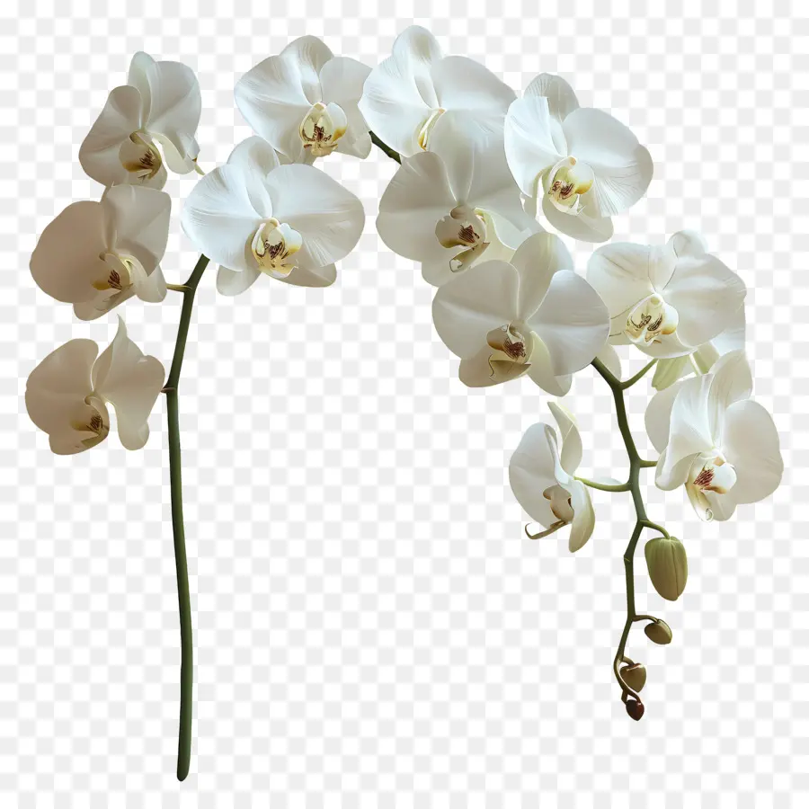 Fleur D'orchidée，Orchidée Blanche PNG