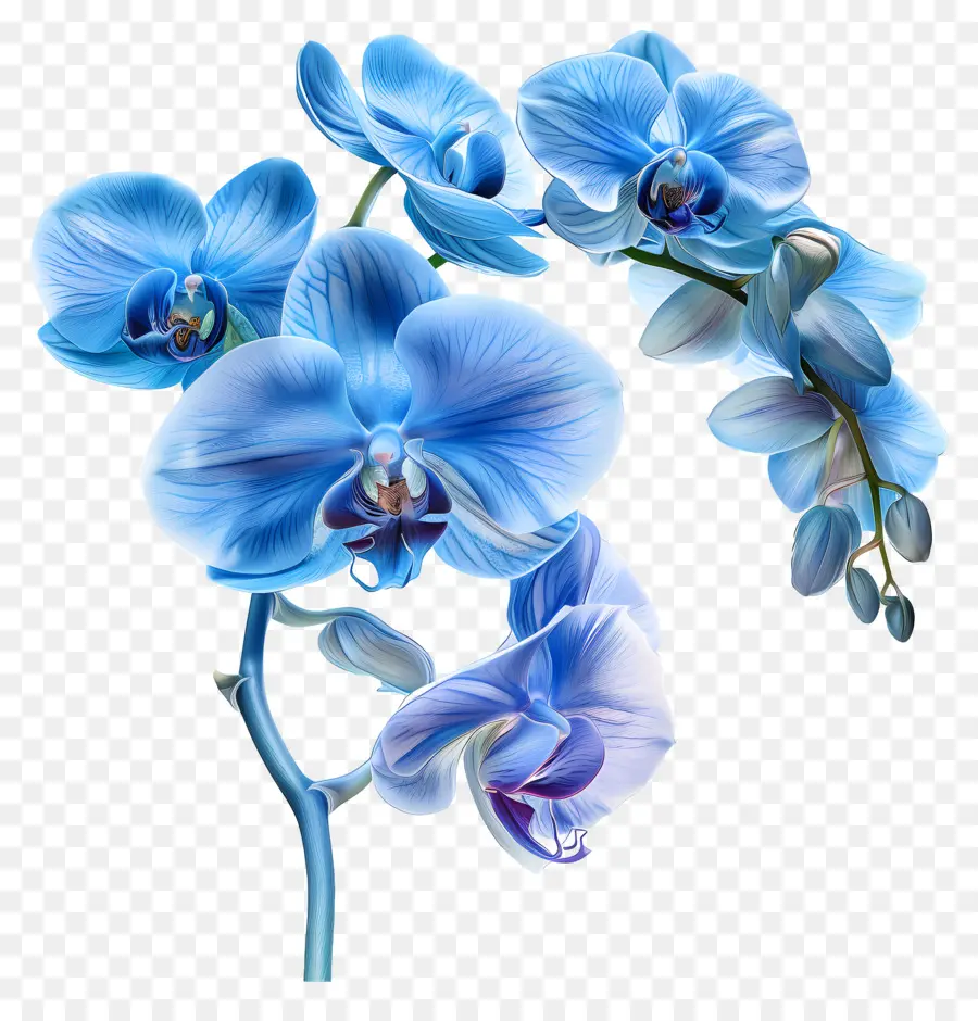 Fleur D'orchidée，Orchidée PNG