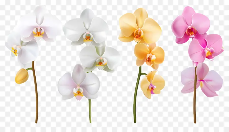 Fleur D'orchidée，Fleurs D'orchidées PNG