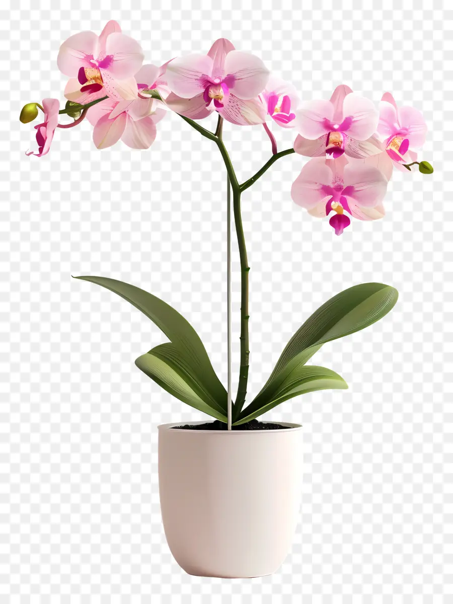 Fleurs D'orchidées En Pot，Orchidée Orange PNG