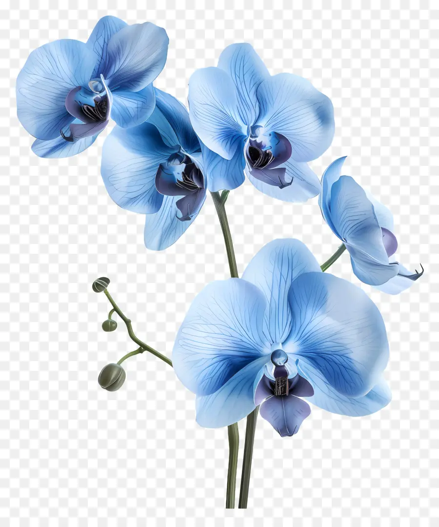 Fleur D'orchidée，Orchidée Bleue PNG