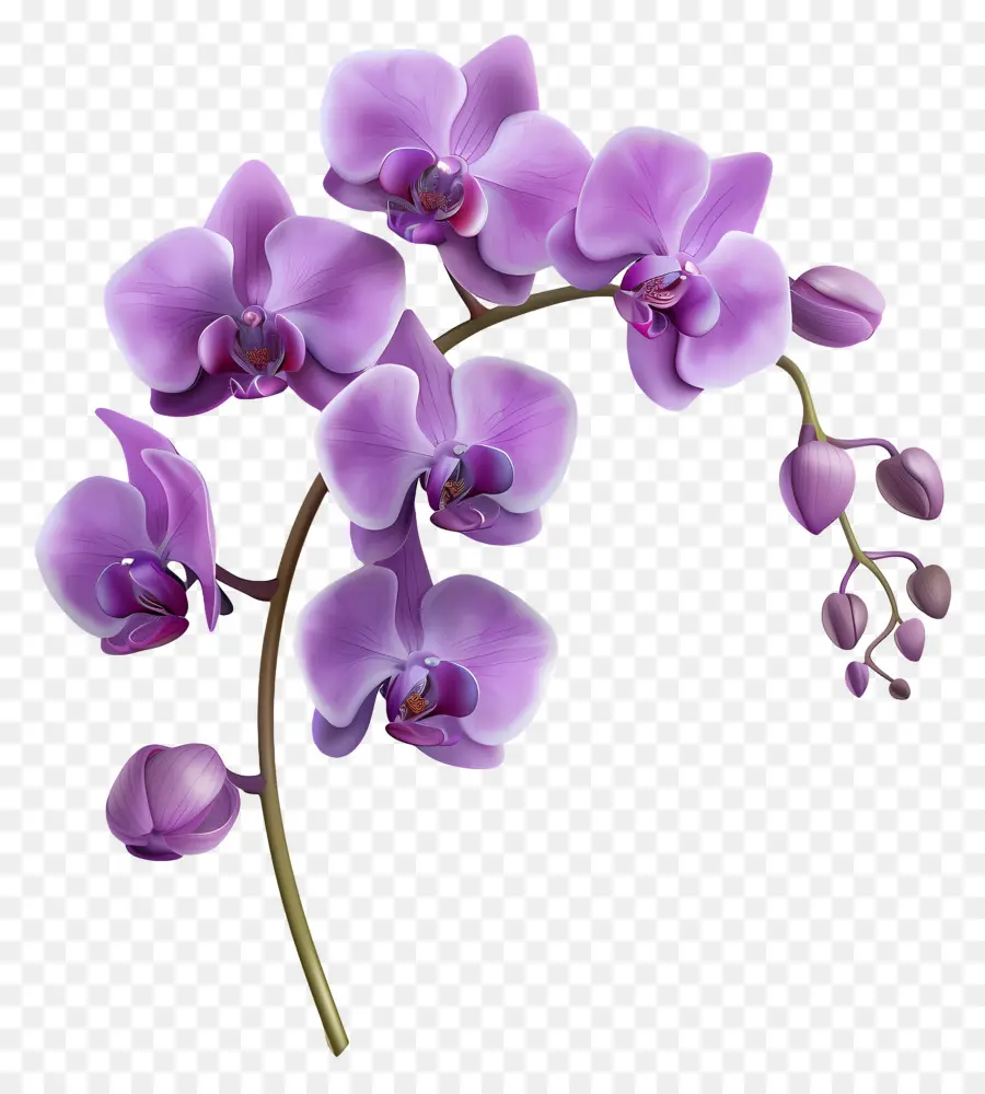 Fleur D'orchidée，Orchidée Rose PNG