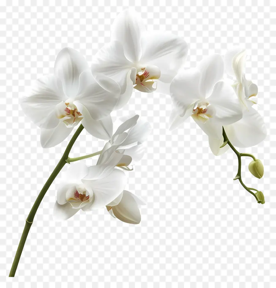 Fleur D'orchidée，Orchidées Blanches PNG