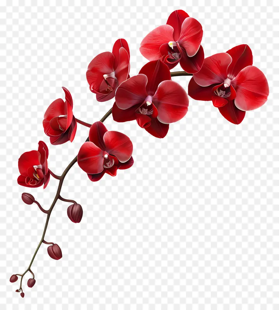 Fleur D'orchidée，Orchidée Rouge PNG