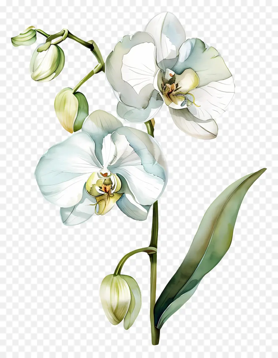 Fleur D'orchidée，Orchidée Blanche PNG