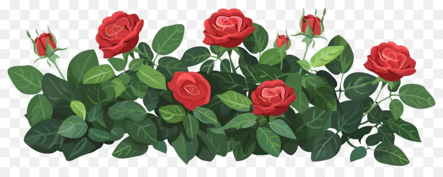 Rosier，Roses PNG