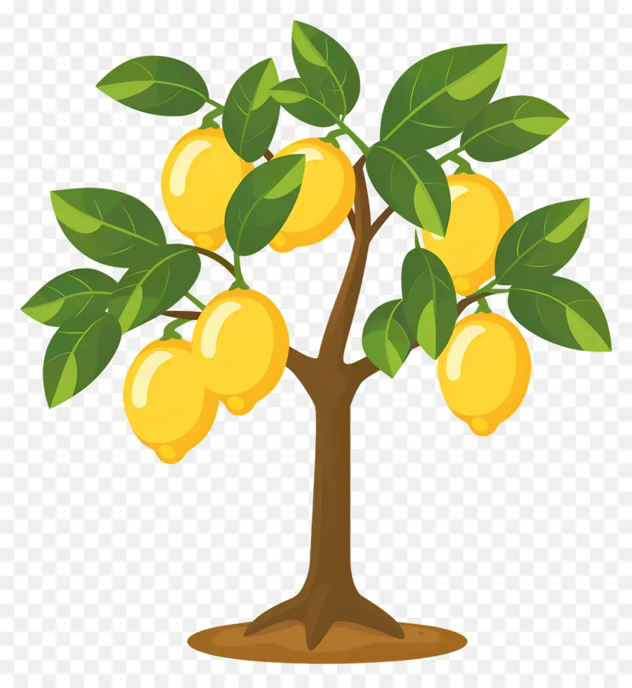 Citronnier，Citron PNG