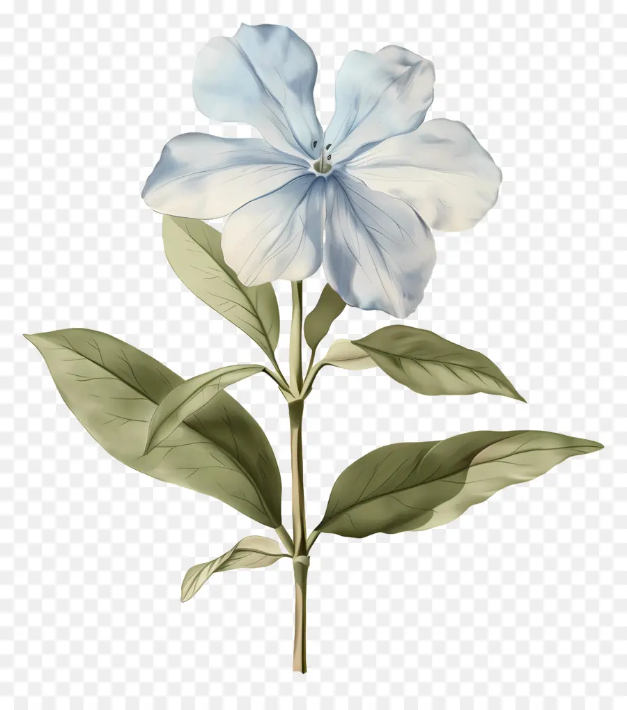 Petite Fleur，Fleurs Bleues PNG