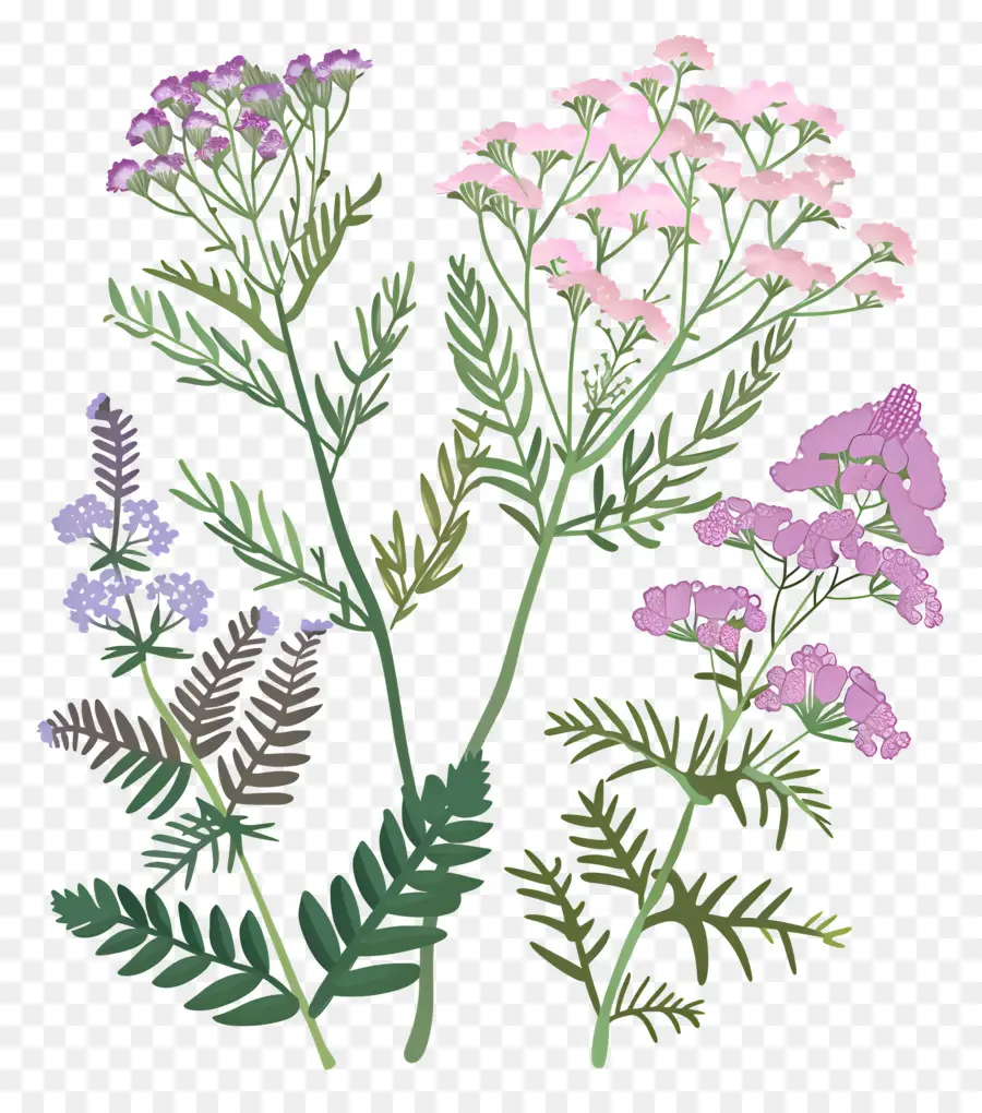 Petite Fleur，Fleurs Sauvages PNG