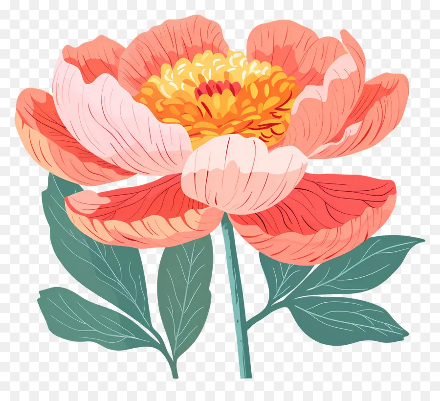 Fleur De Pivoine，Fleur Blanche Et Orange PNG