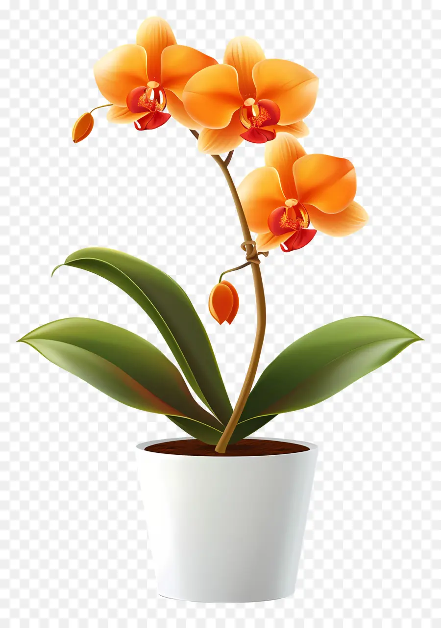 Fleur D'orchidée，Orchidée Orange PNG