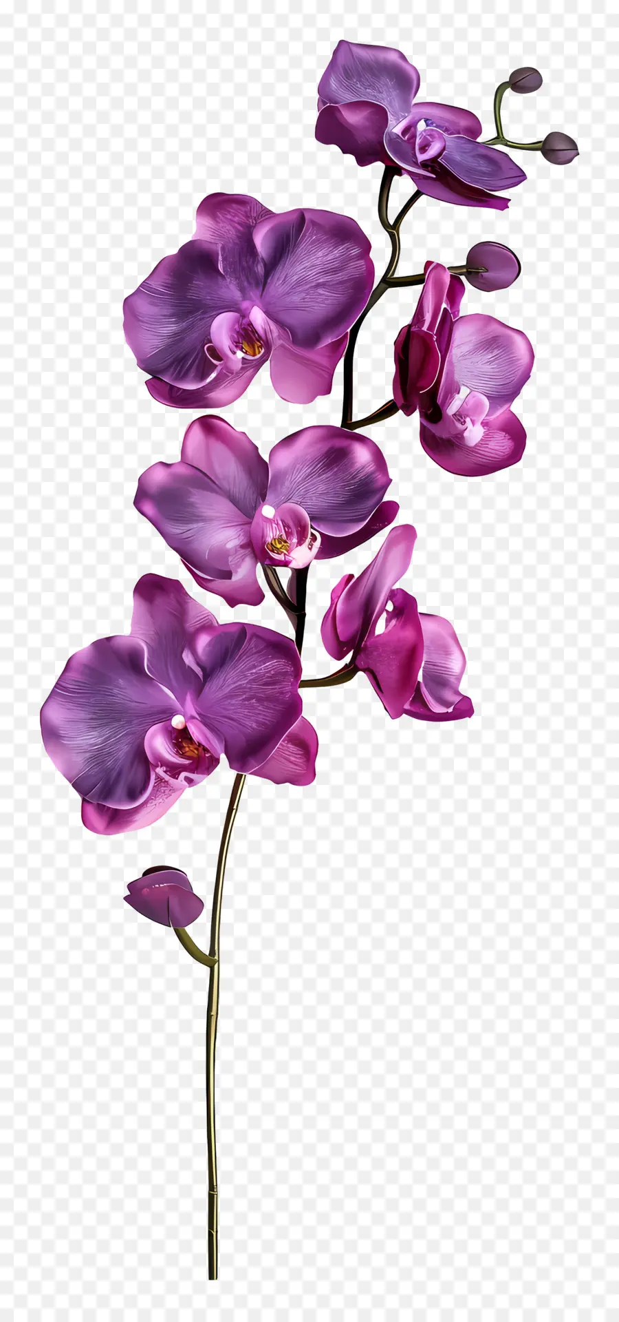 Fleur D'orchidée，Orchidée Violette PNG