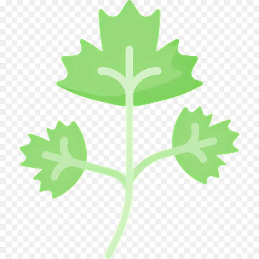 Persil，Feuille Verte PNG