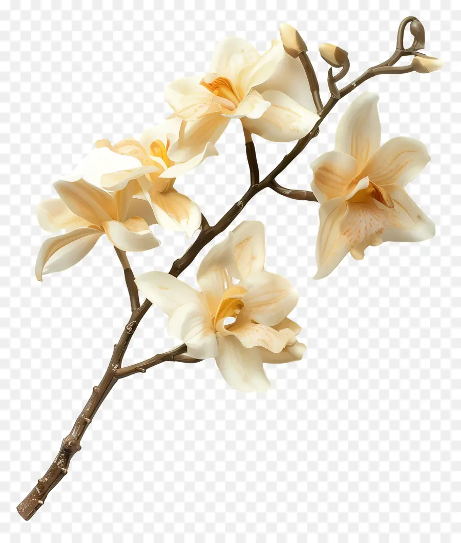 Fleurs D'orchidée Vanille，Orchidées Jaunes PNG