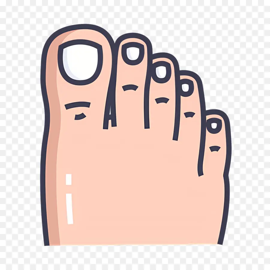 Orteil Du Pied，Pied PNG