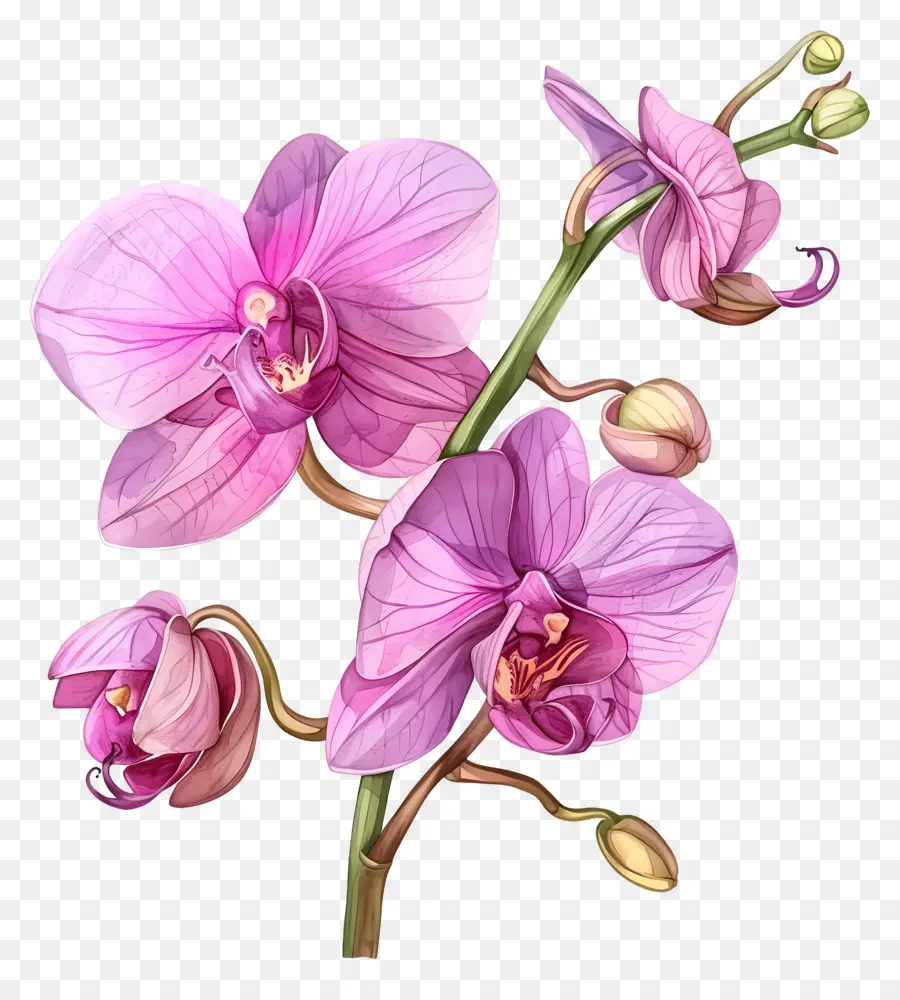 Fleur D'orchidée，Orchidées Violettes PNG