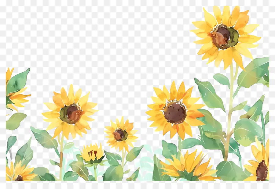 Bordure De Tournesols，Tournesols PNG